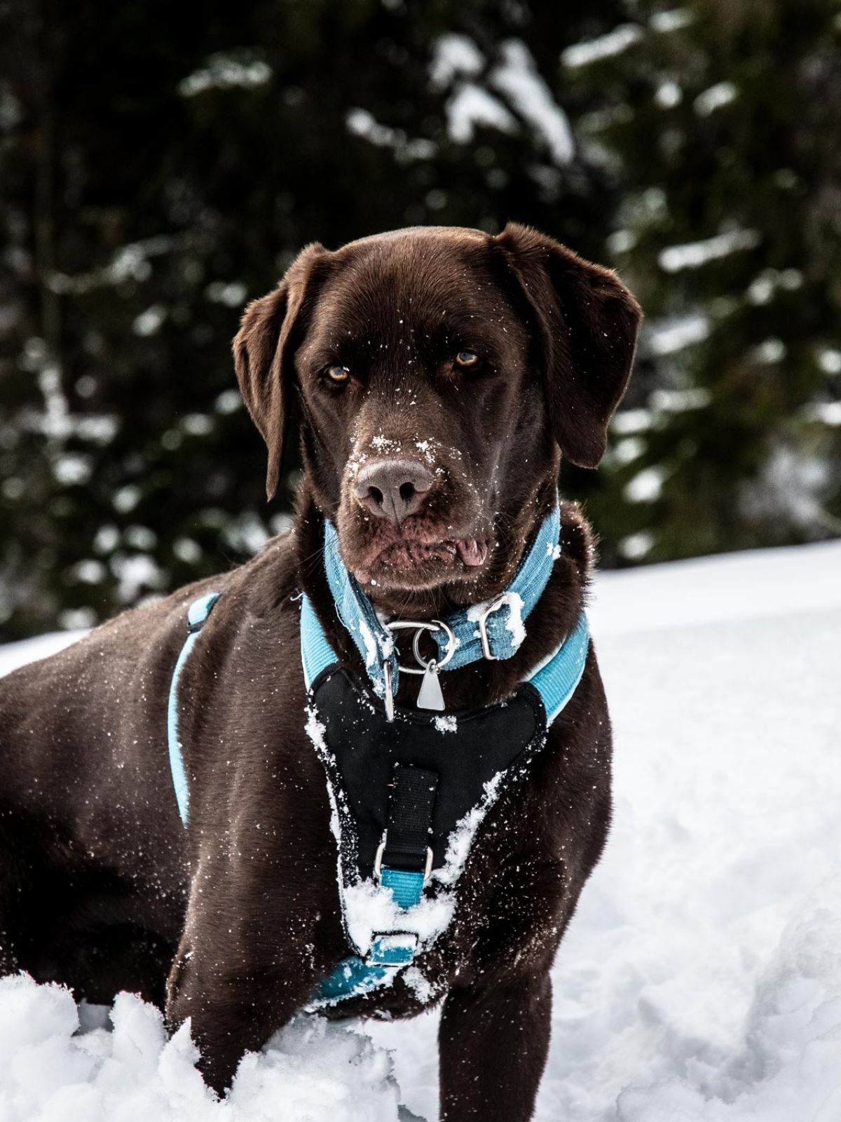 Winterurlaub mit dem Hund im Kleinwalsertal
