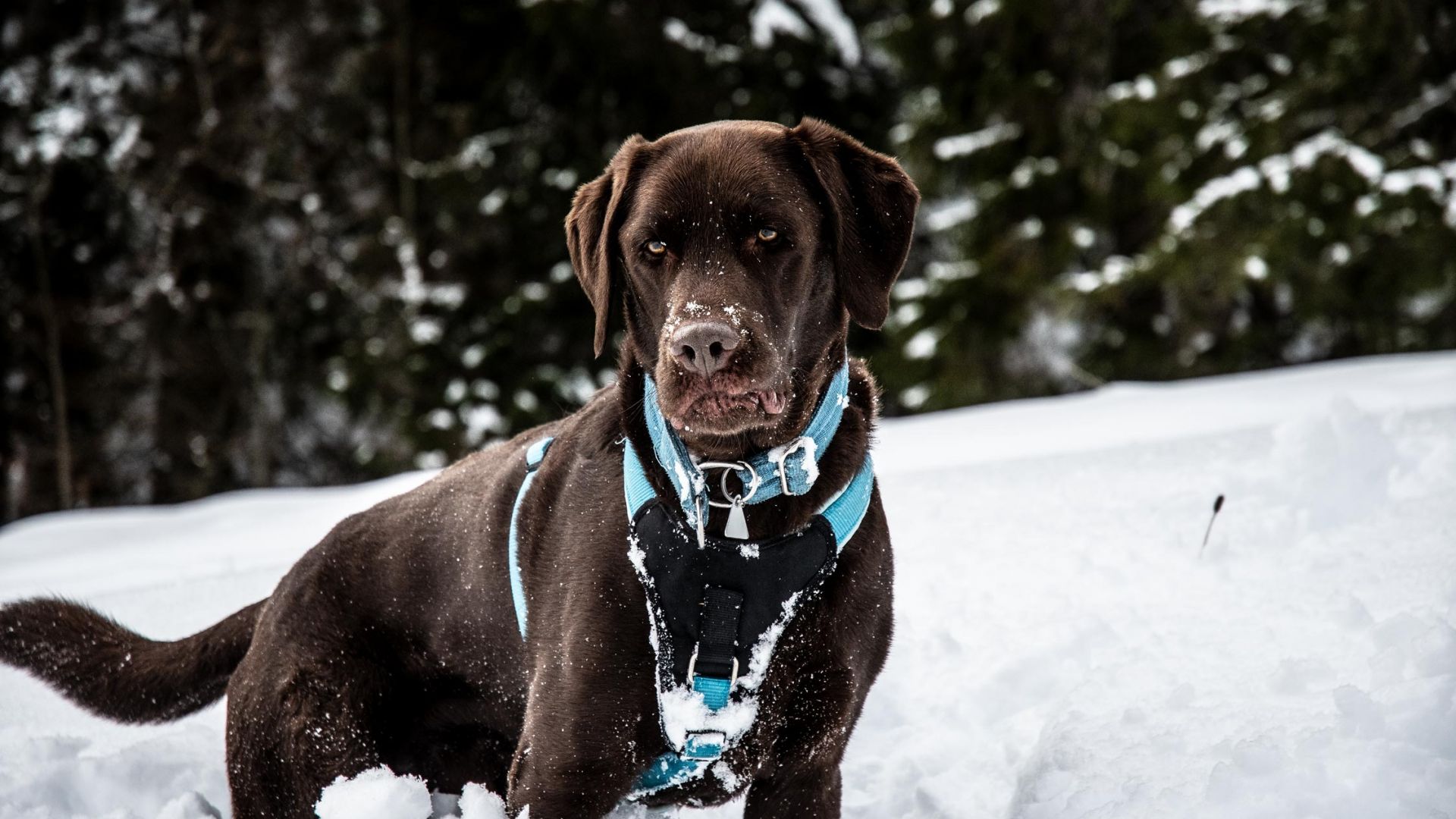 Winterurlaub mit dem Hund im Kleinwalsertal
